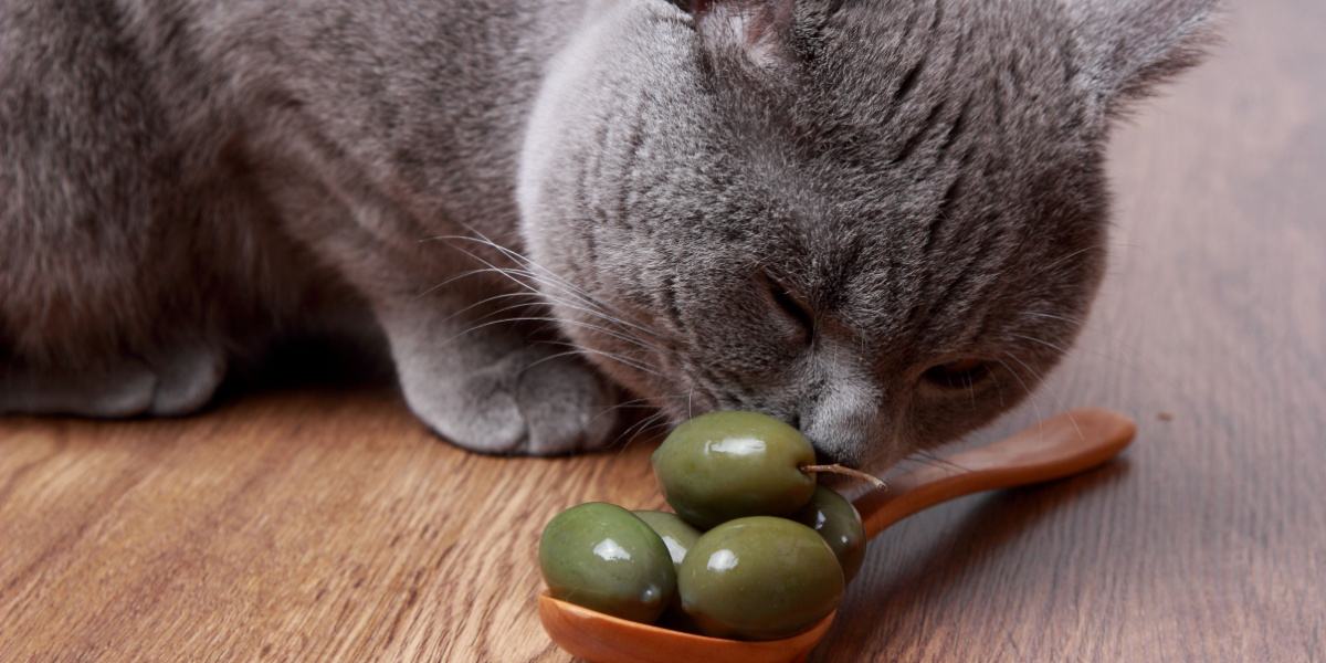 cat smelling olives in spoon