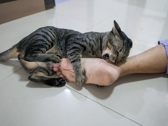 cat biting owner's feet