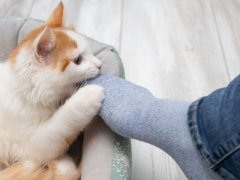 Cat playfully biting feet.