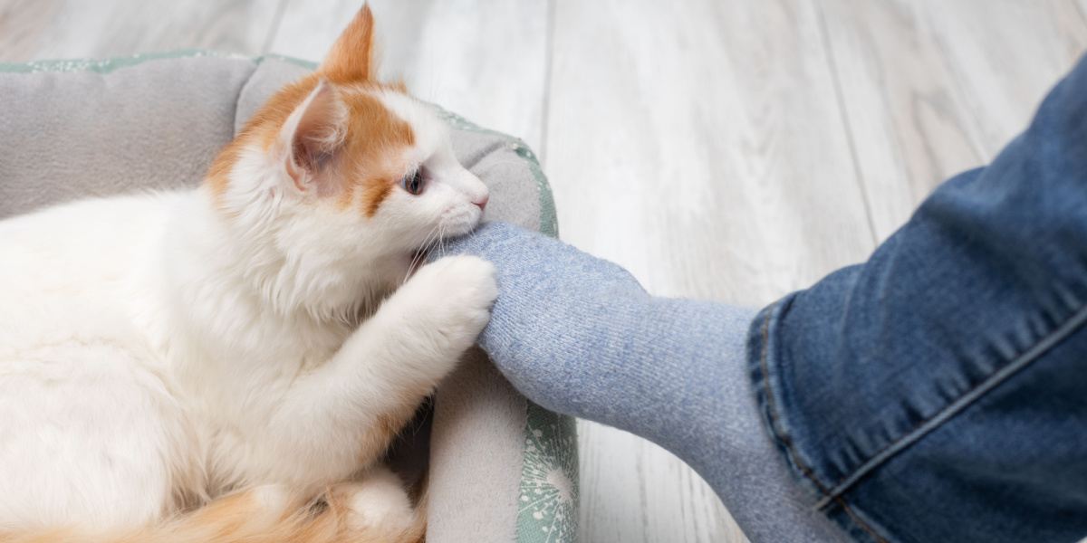 Cat playfully biting feet.