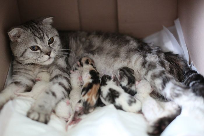 A cat breastfeeding her kittens, highlighting the maternal care and nurturing behavior of feline mothers.