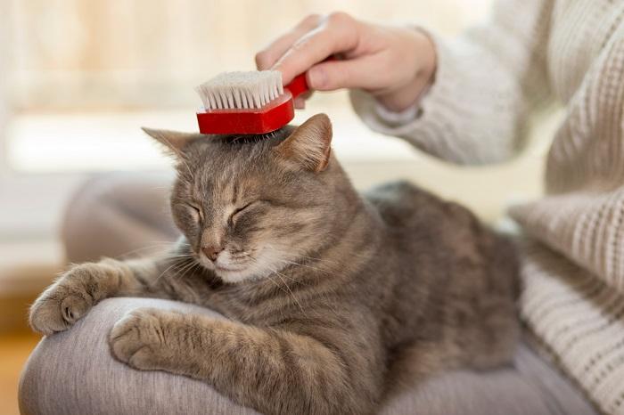 A close-up image of a serene gray cat being brushed by a human hand. 