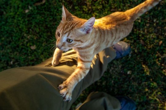 Why Does My Cat Climb Me Like a Tree?