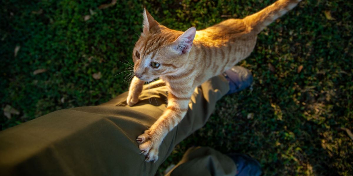 why-does-my-cat-climb-me-like-a-tree-cats