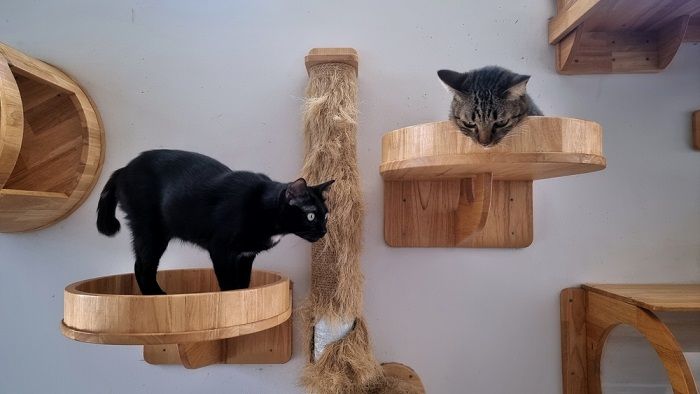 cat climbing wallscapes-