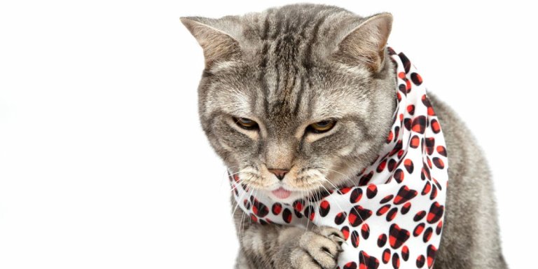 Can Cats Get Kennel Cough?