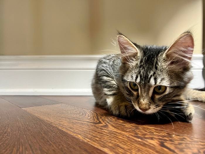 Little kitten looking subdued on the floor