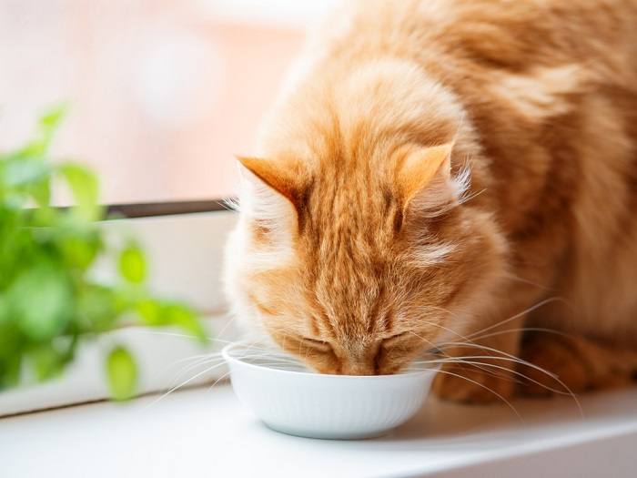 cat eating at a bowl