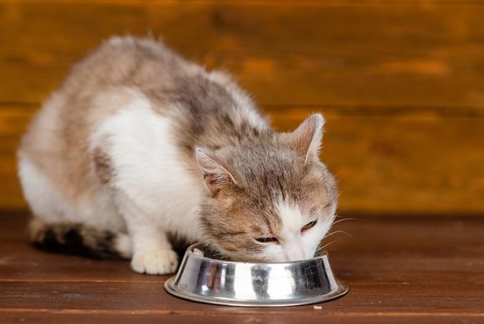 An image featuring a cat eating from a bowl.