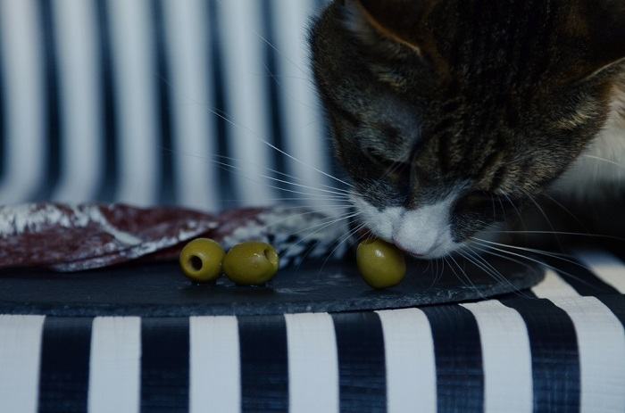 cat eating olives