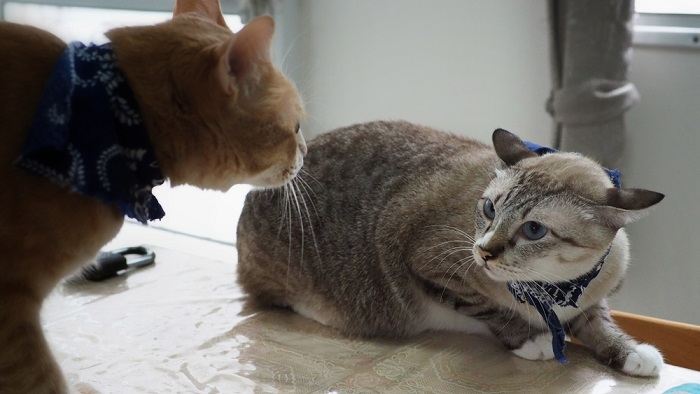 Image of two cats involved in a fight.