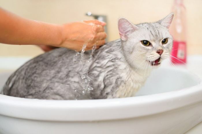 cat hate water