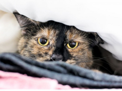 An image of a cat hiding away in a secluded space, conveying a sense of privacy and retreat, which is a common behavior for cats seeking comfort or a sense of security.