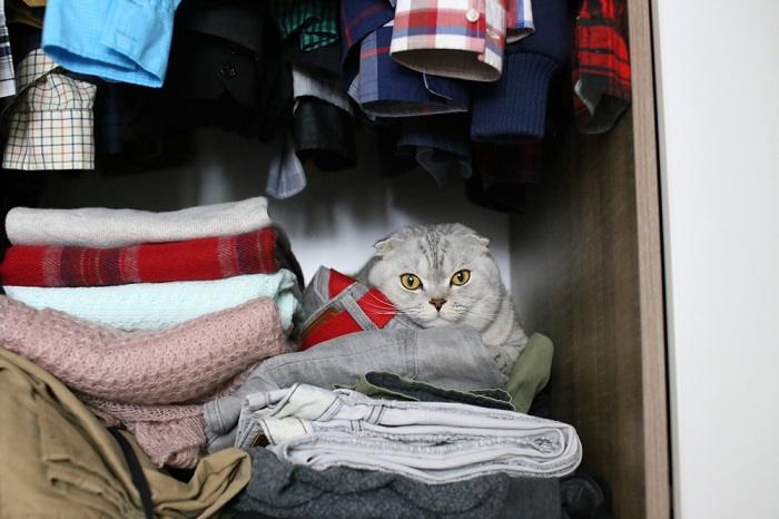 An image portraying a cat hiding inside a closet.