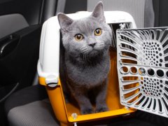 A cat in a carrier, a common method for safe transport of feline companions during travel or veterinary visits.