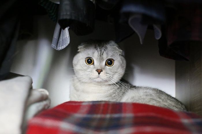An evocative image showcasing a cat peeking out from a closet, with an air of curiosity and caution.