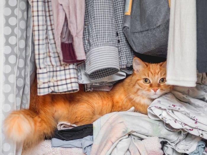 An endearing image of a cat nestled cozily within a closet, peeking out with a mixture of curiosity and contentment. The scene portrays the cat's penchant for finding snug and secluded spots for relaxation and observation.