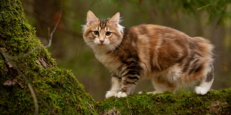 What To Do If Your Cat Is Stung By A Scorpion