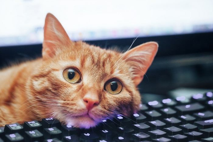 Gato apoyado en un teclado