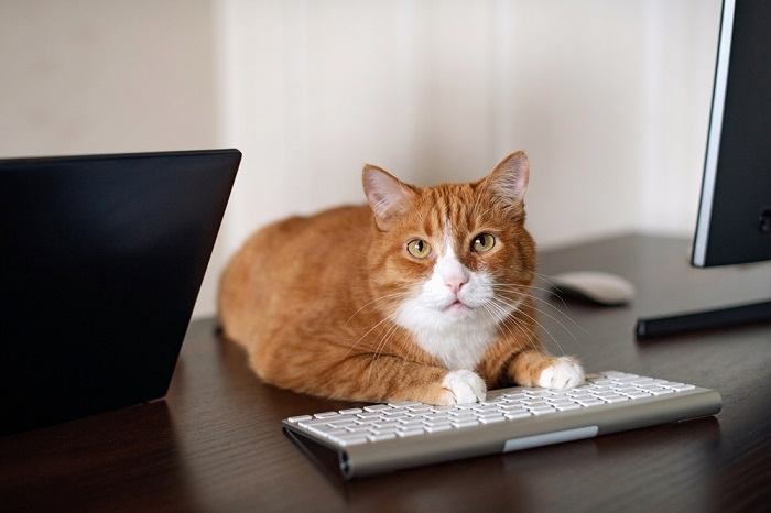 Feline curiosity on display as a cat confidently occupies a cluster of computer keyboards.