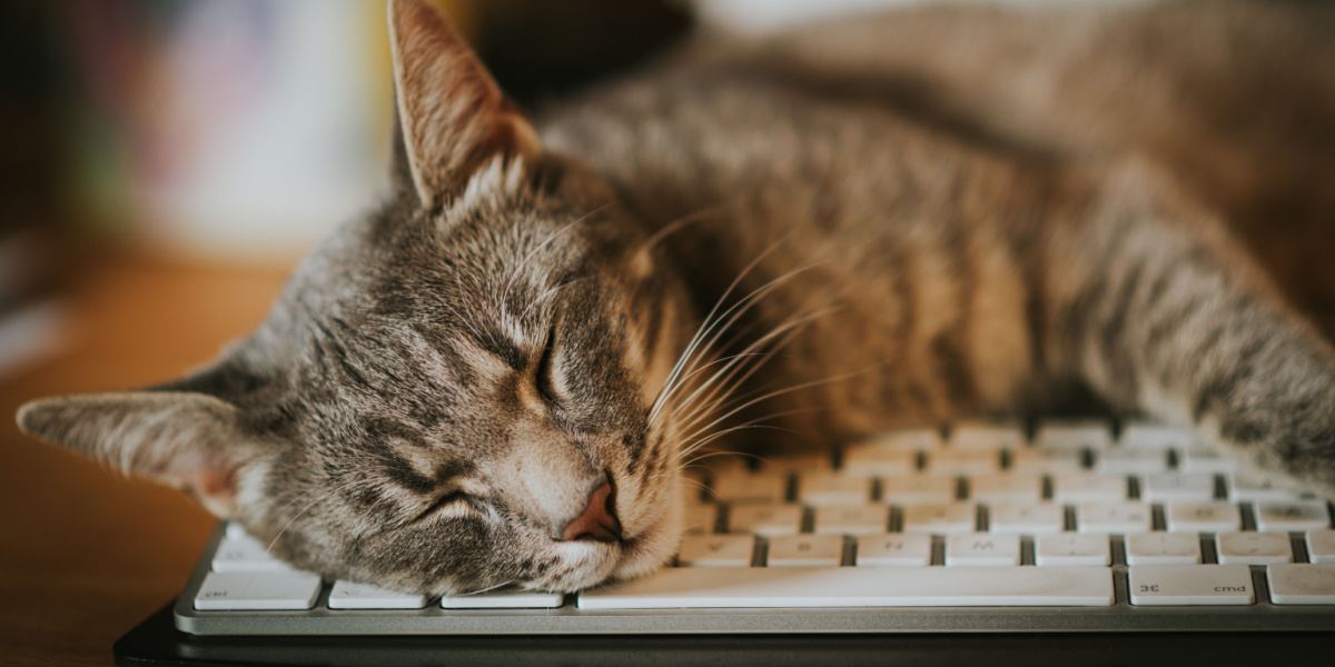 sleepy kitten keyboard