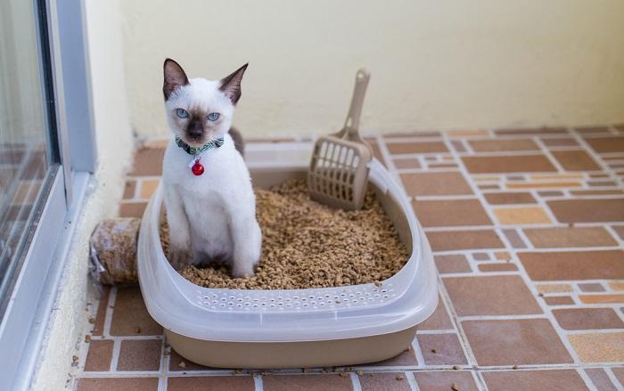 cat sitting in the litter box