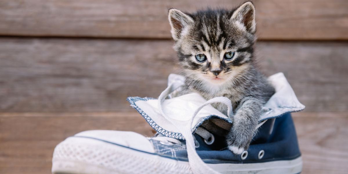 Amusing image of a cat curiously exploring a pair of shoes.