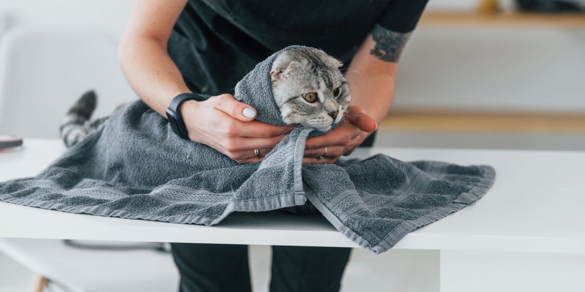 A cozy cat wrapped in a soft towel, looking snug and content after a bath or some pampering.