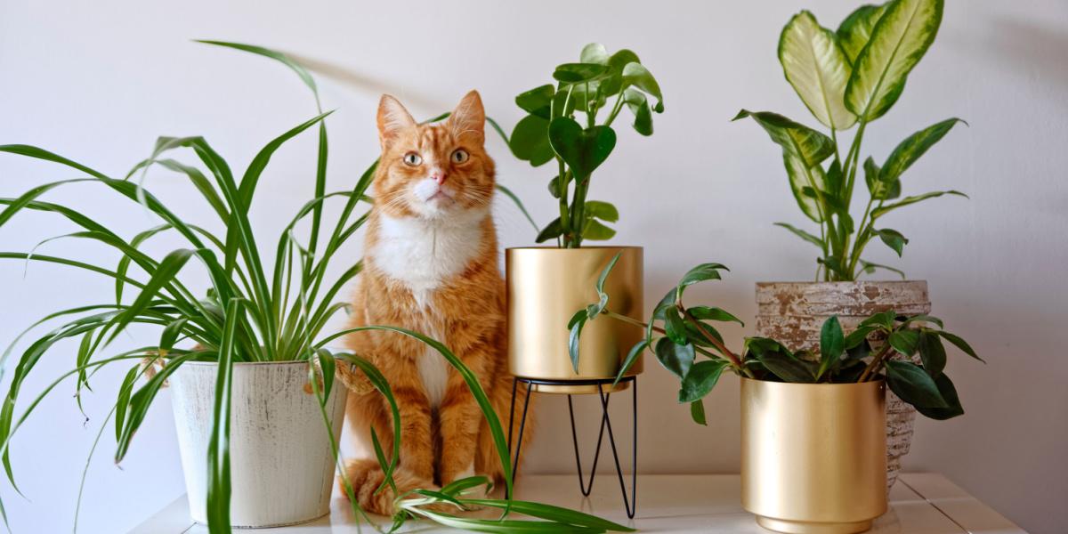 How do i keep my outlet cat from eating my plants