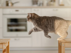 Cat jumping in mid-air