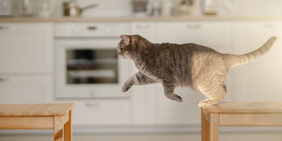 Gato saltando de plataforma en plataforma