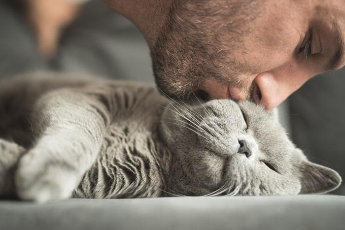 An endearing image portraying a cat engaging in a loving gesture that resembles a kiss.