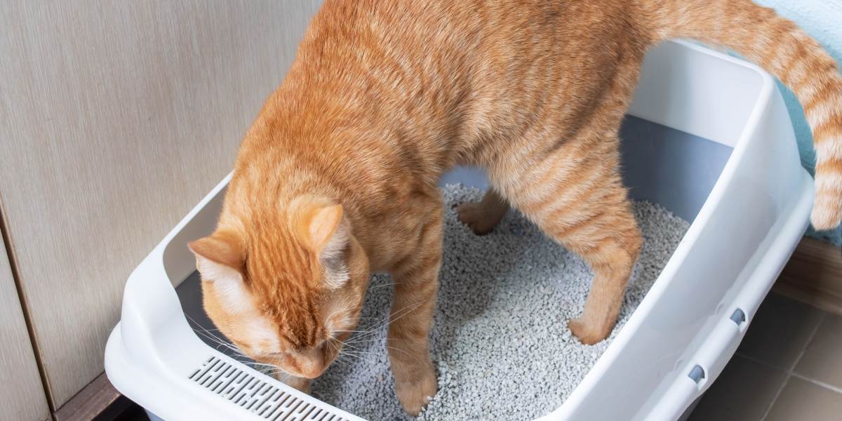 Most hygienic cat outlet litter box