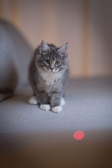 cat playing laser toy