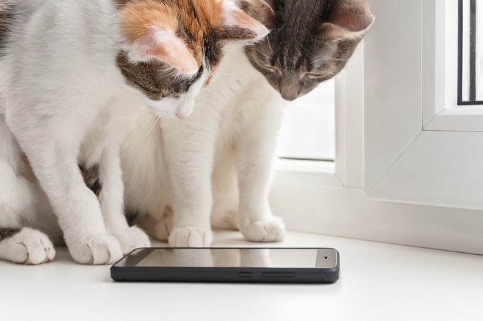 dos gatos mirando la cámara del móvil