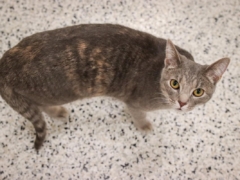 cat looking up