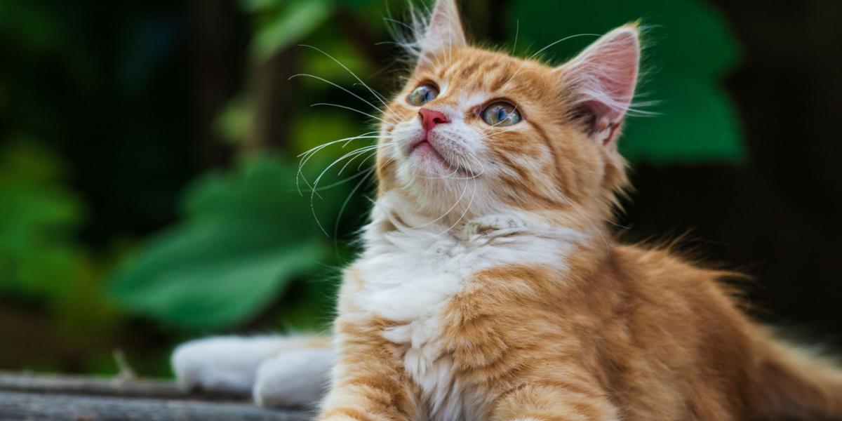 A cat looking up with curiosity or attention, displaying feline behavior.