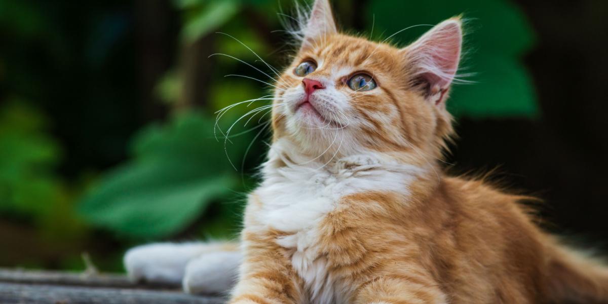 10 Reasons Cats Meow