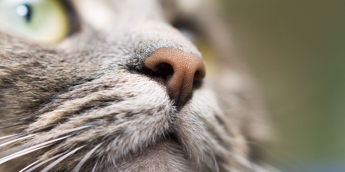 An image close-up of a cat's nose, showcasing its unique texture, pattern, and sensitive whiskers, which contribute to its exceptional sense of smell and exploration