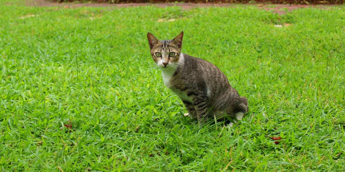 An image illustrating a cat urinating in a garden setting.