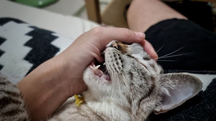 A cat playing and biting a human, showcasing typical feline play behavior.