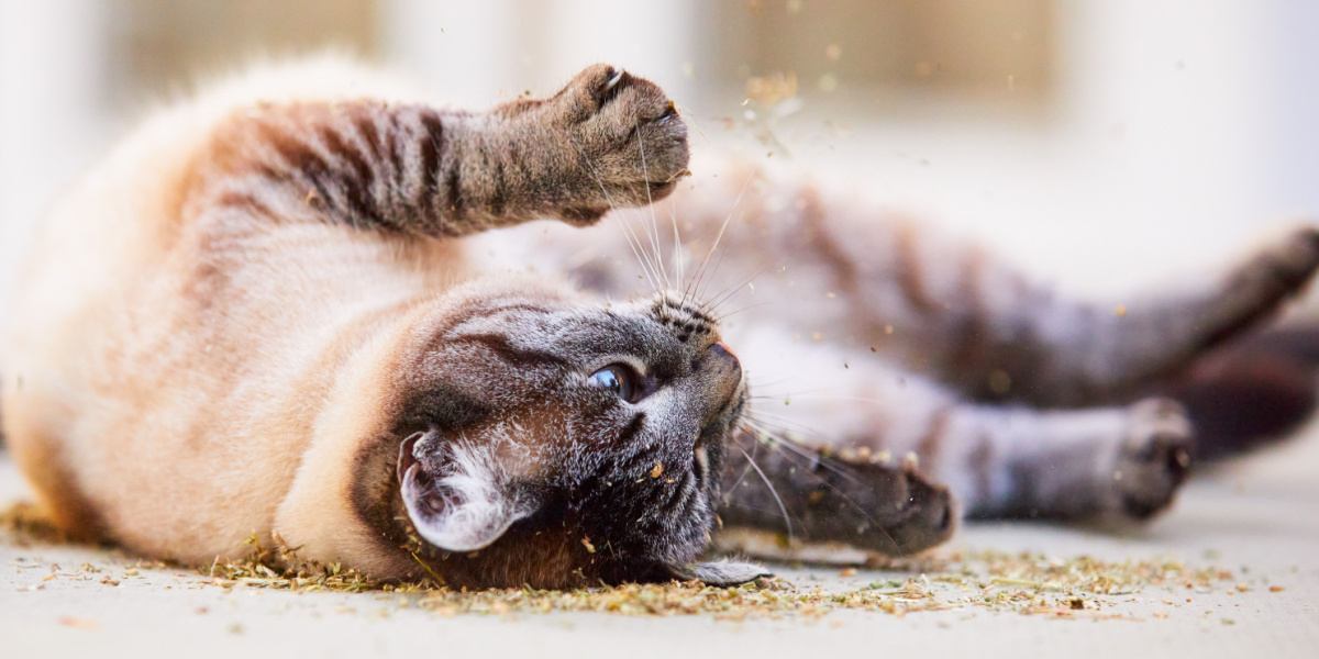 cat rolling in catnip