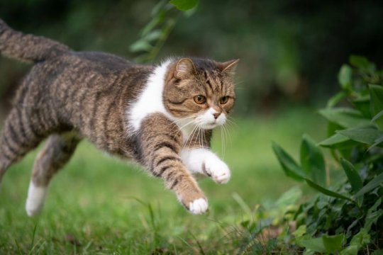 Glucosamine For Cats: Overview, Dosage & Side Effects