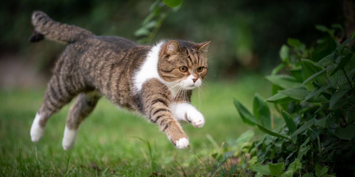 cat hunting for prey