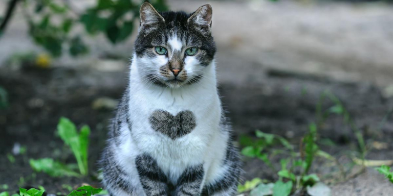 Do Male Cats Have Nipples?