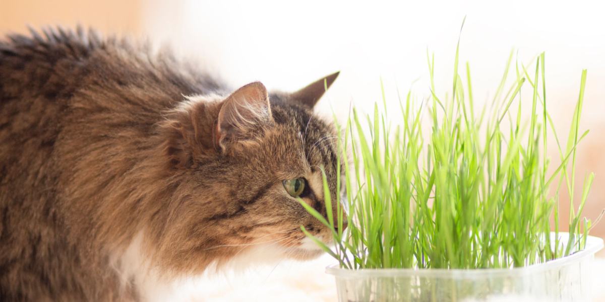 cat smelling cat grass