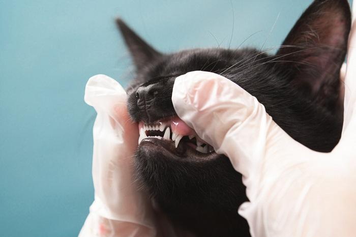 An up-close view of a cat's open mouth, showing its sharp and clean teeth.