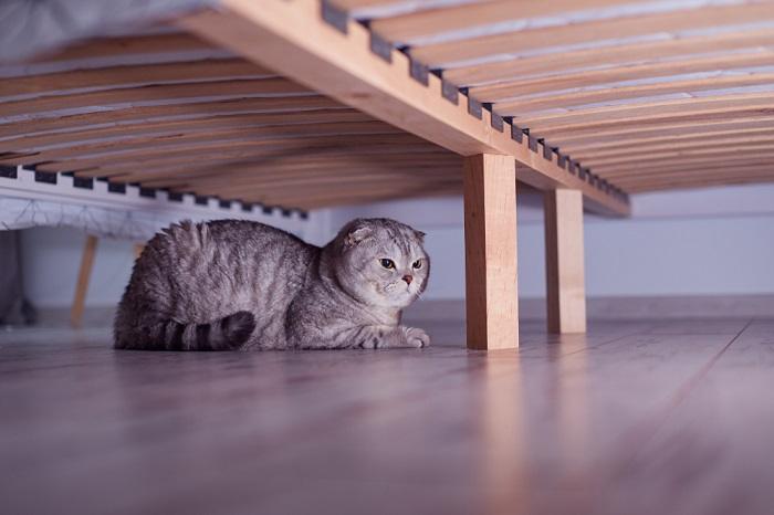 cat hiding under a bed