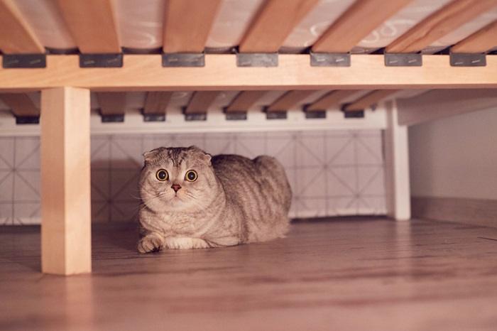 cat with scared eyes hiding under a bed