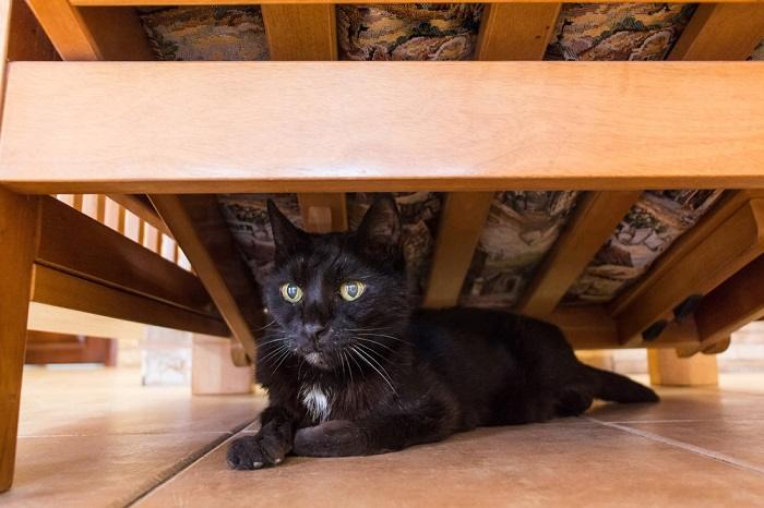 black cat hiding under a bed.
